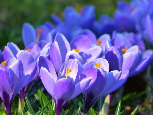 crocus blossom bloom