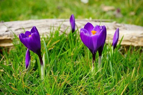 crocus flowers purple