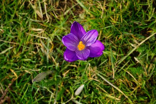 crocus flower blossom