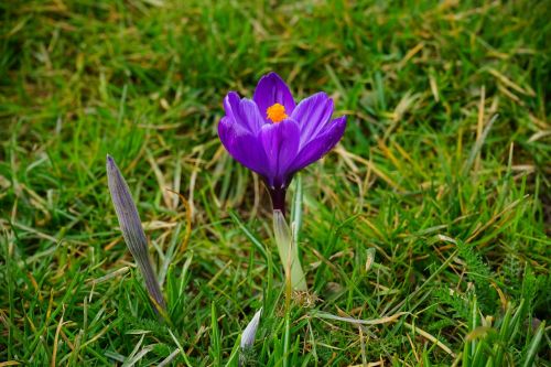 crocus flower blossom