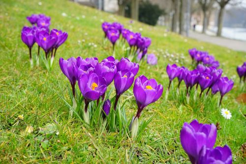 crocus flowers purple