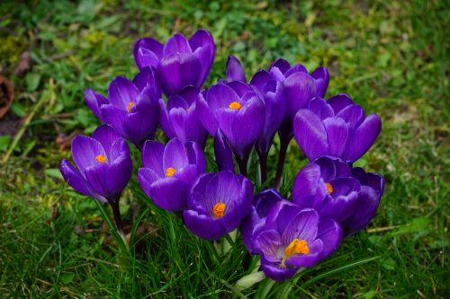 crocus flowers purple