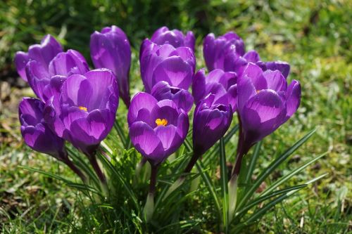 crocus flowers purple