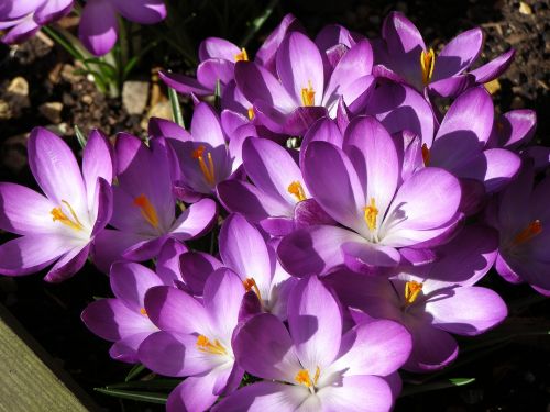 crocus winter sun spring flowers