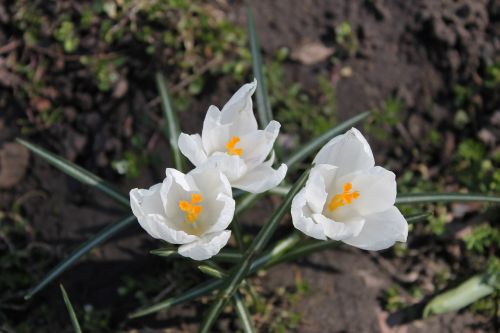crocus white flowers flowers