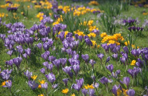 crocus spring blossom