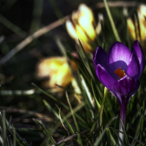 crocus blossom bloom