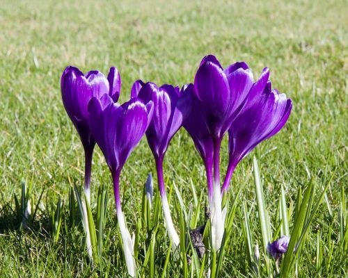 crocus flowers flower