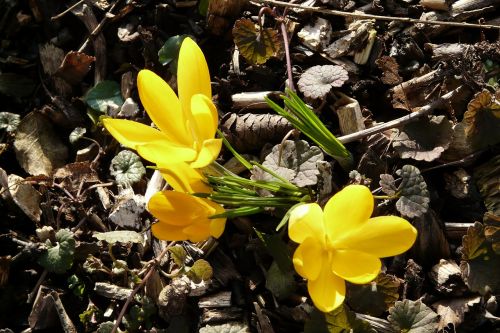 crocus yellow spring