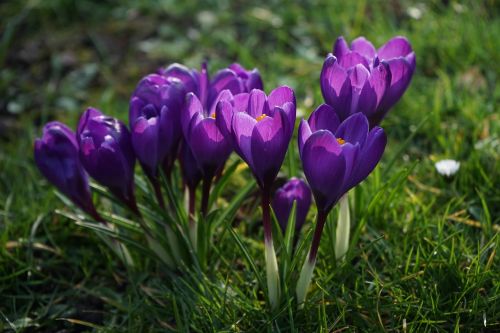 crocus flowers purple