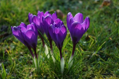 crocus flowers purple