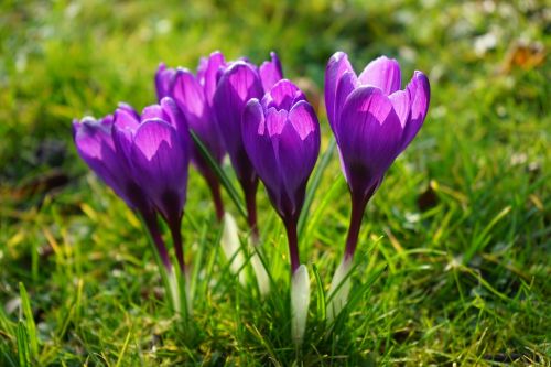 crocus flowers purple