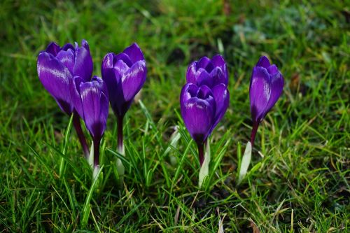 crocus flowers purple