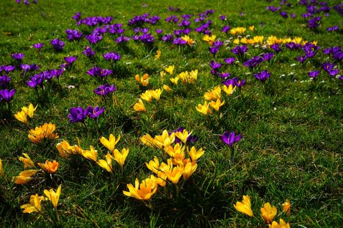 crocus yellow violet