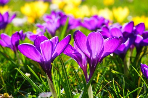 crocus flower spring