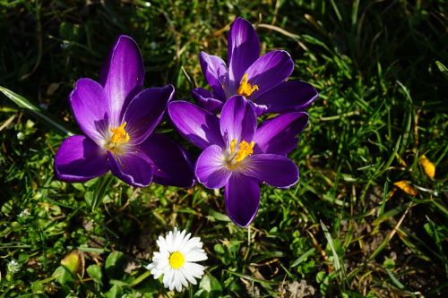 crocus violet flower