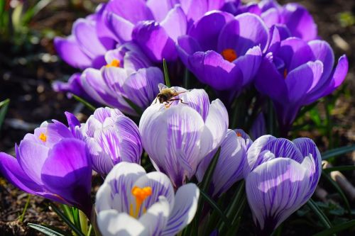 crocus violet white