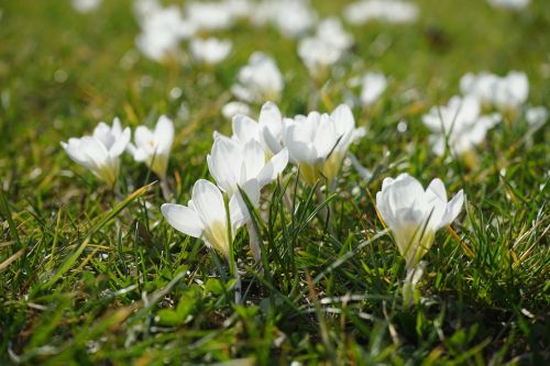 crocus white light