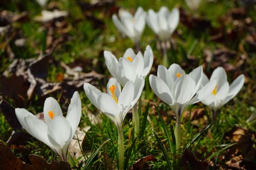 crocus flower spring