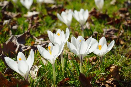 crocus white flower