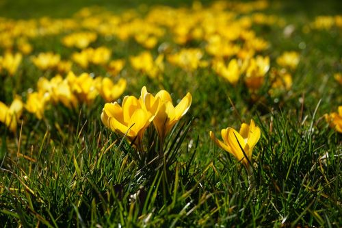 crocus flowers plant