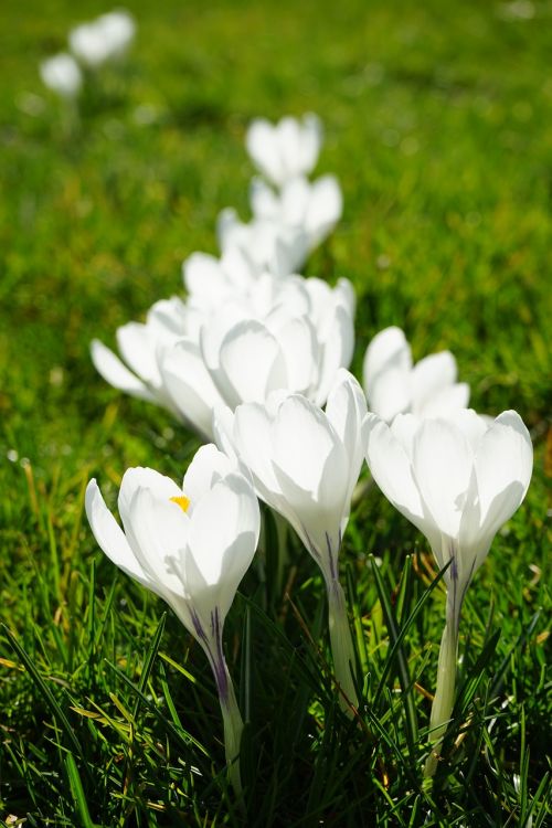 crocus flowers plant