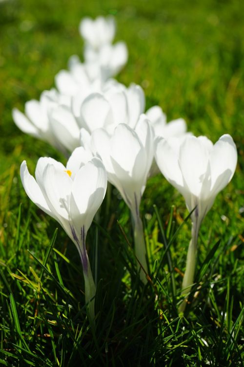 crocus flowers plant