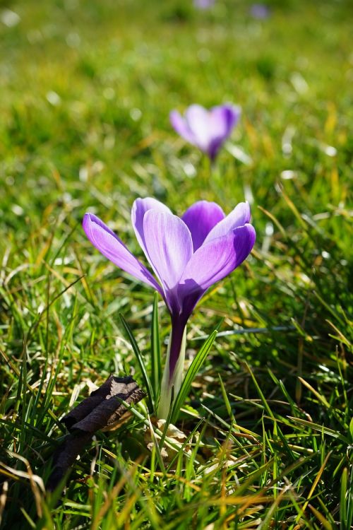 crocus flowers plant