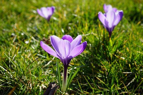 crocus flowers plant