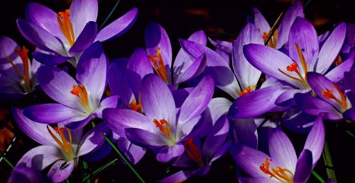 crocus spring nature