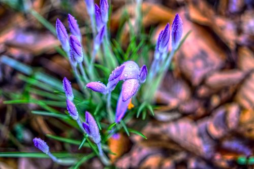 crocus blossom bloom