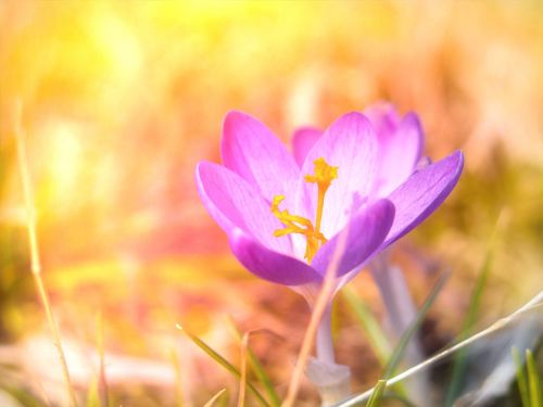 crocus spring nature