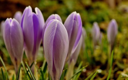 crocus flower spring