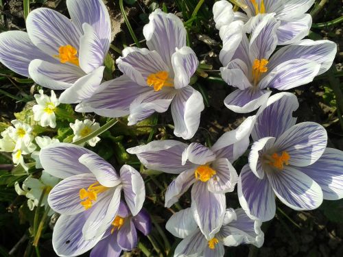 crocus flower nature