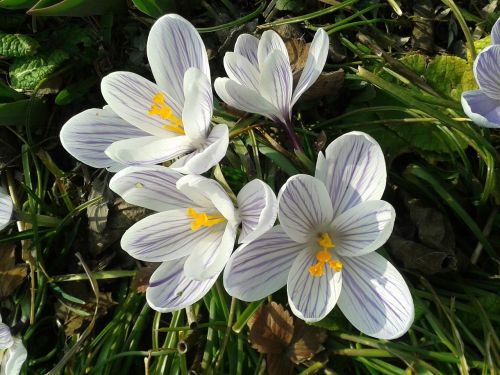 crocus flower nature