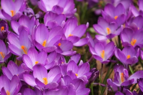 crocus crocus flowers spring