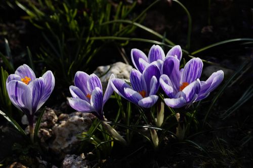 crocus purple spring flower