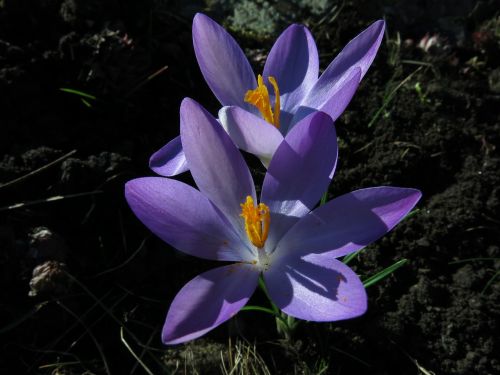 crocus elves-krokus blossom