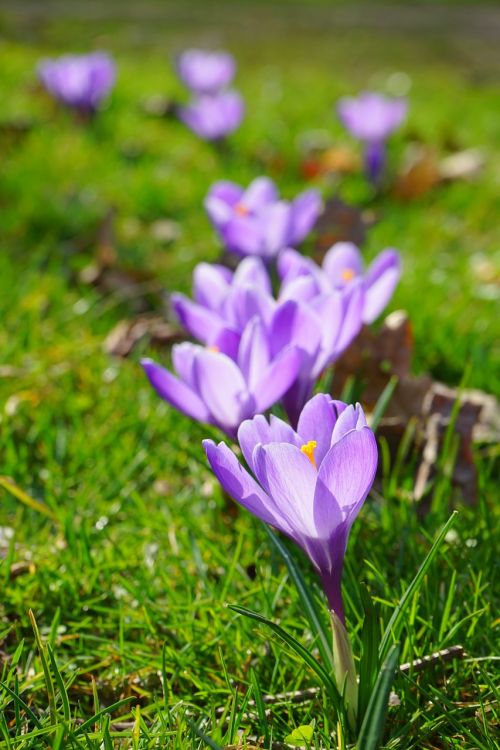 crocus flowers plant