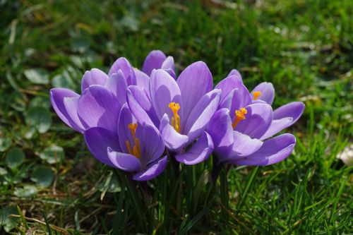 crocus flowers plant