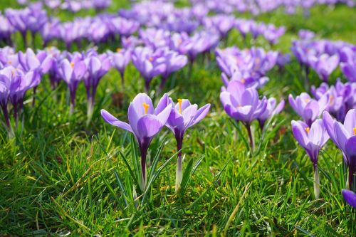 crocus flower meadow flowers