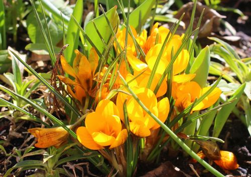 crocus march spring flowers