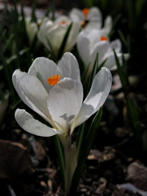 crocus white flower