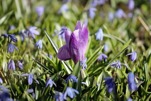 crocus spring violet