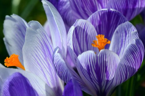 crocus spring purple