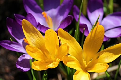 crocus crocus flowers spring