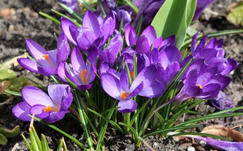 crocus spring flowers violet