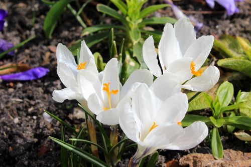 crocus spring flowers spring