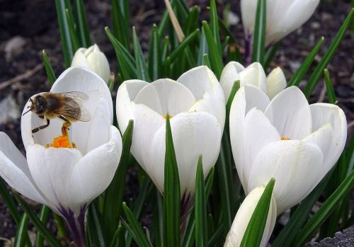 crocus bee pollen