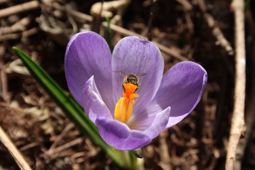crocus closeup bee